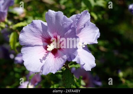 Fleur d'hibiscus pourpre fleurie , Allemagne Banque D'Images