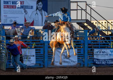 Cow-boy de rodéo professionnel Josh Davison dans la selle bronc événement dans un rodéo dans l'Utah. Banque D'Images