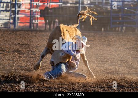 Un cow-boy de rodéo dans l'événement de steer Wrestling a glissé de son cheval pour lutter contre le steer jusqu'au sol dans un rodéo. Banque D'Images