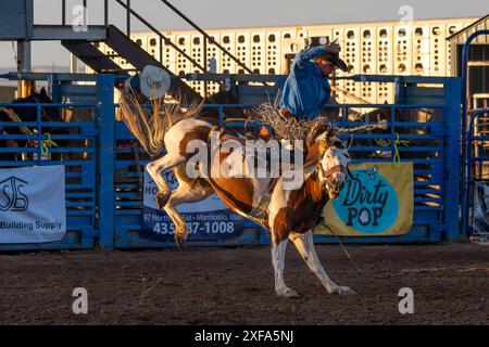 Cow-boy de rodéo professionnel Josh Davison dans la selle bronc événement dans un rodéo dans l'Utah. Banque D'Images