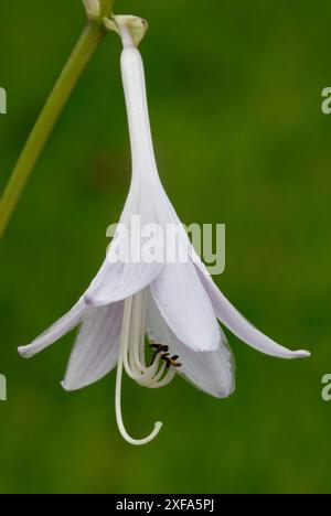 Hosta, fleur de Funkia, gros plan. Floraison complète. Plante de jardin. Détail des pétales. Isolé sur un fond vert naturel. Trencin, Slovaquie Banque D'Images