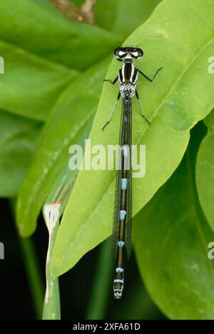 Azure damselfly, femelle Coenagrion puella assise sur une feuille, gros plan. Vue de dessus. Trencin, Slovaquie Banque D'Images