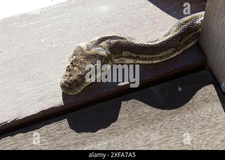 Tapis côtier adulte 2,6 m python relaxant au Horse Camp Queensland Australie Banque D'Images