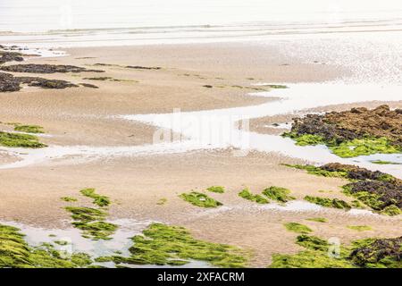 Plage de mer à marée basse avec des algues sur le substrat rocheux Banque D'Images