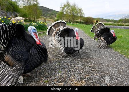 Free Range Norfolk dindes noires dans une ferme Banque D'Images