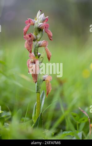 Orchidée sauvage rare de langue, Serapias negecta. Une tige de fleur sur fond doux Banque D'Images