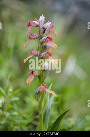 Orchidée sauvage rare de langue, Serapias negecta. Une tige de fleur sur fond doux Banque D'Images