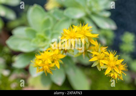 Sedum palmeri en fleur, plante succulente avec des fleurs jaunes Banque D'Images