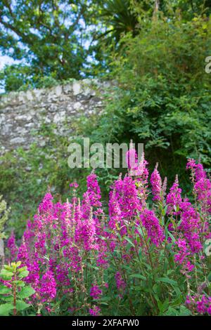 Loosestrife pourpre (Lythrum salicaria) poussant dans un jardin clos Banque D'Images