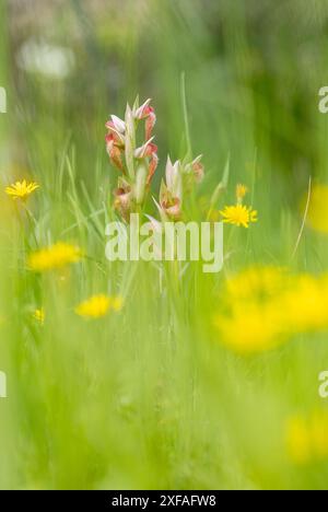 Orchidée sauvage rare de langue, Serapias negecta. Une tige de fleur sur fond doux Banque D'Images