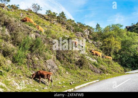 La vache Cachena dans le parc national Peneda-Geres dans le nord du Portugal. C'est une race traditionnelle portugaise de bovins de montagne excellente pour sa viande et ses tractus Banque D'Images