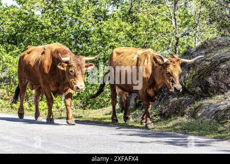 La vache Cachena dans le parc national Peneda-Geres dans le nord du Portugal. C'est une race traditionnelle portugaise de bovins de montagne excellente pour sa viande et ses tractus Banque D'Images