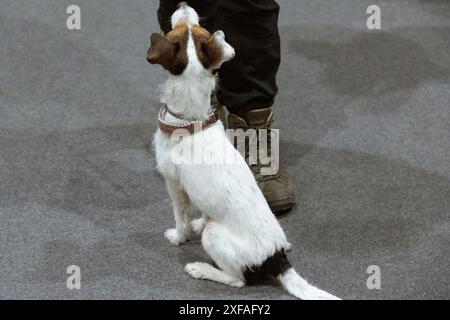 Jack Russell Terrier en laisse est assis à côté des pieds de son propriétaire et regarde vers elle Banque D'Images
