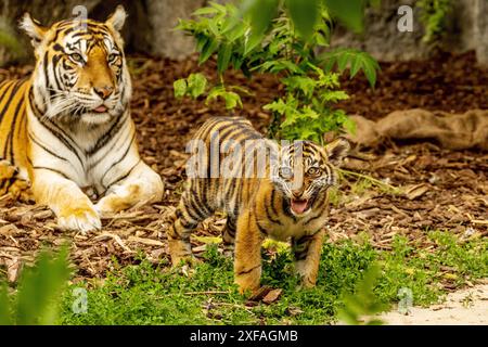 Tiger Cubs jouant avec sa mère, sumatra Tiger Panthera tigre. petits oursons amusants et deux tigres adultes. Famille Tiger Banque D'Images