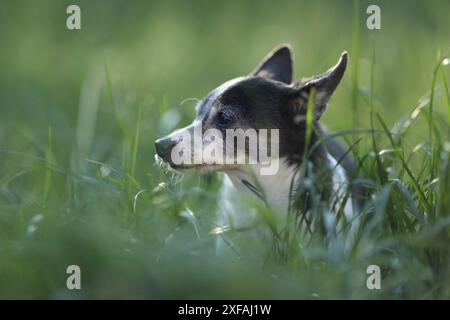 Petit vieux chien dans l'herbe dans le jardin. Activité de plein air pour chiens Banque D'Images