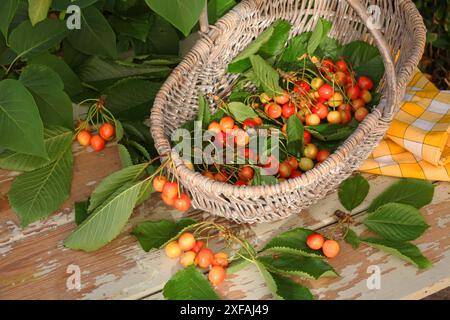 Botanique, cerises fraîchement cueillies dans un panier sur une table., ADDITIONAL-RIGHTS-CLEARANCE-INFO-NOT-AVAILABLE Banque D'Images