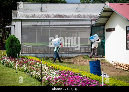 Hommes portant de lourdes boîtes sur le dos dans une pépinière de fleurs, Boquete, une petite ville de montagne dans la province de Chiriquí, Panama Banque D'Images