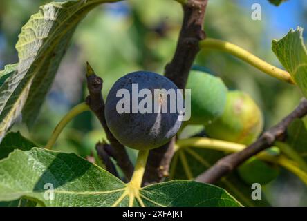 les figues mûrissent sur un arbre sur l'île de Chypre 5 Banque D'Images