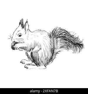 Écureuil avec une queue moelleuse. Illustration dessinée à la main Illustration de Vecteur