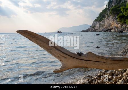 Makarska, Croatie. 1er octobre 2023. Un tronc d'arbre mort repose sur une plage dans une baie. Crédit : Viola Lopes/dpa/Alamy Live News Banque D'Images