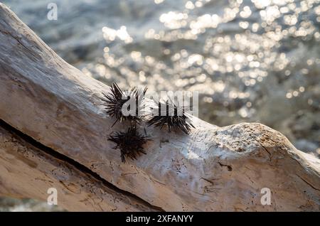 Makarska, Croatie. 1er octobre 2023. Trois oursins reposent sur un tronc d'arbre mort sur une plage. Crédit : Viola Lopes/dpa/Alamy Live News Banque D'Images