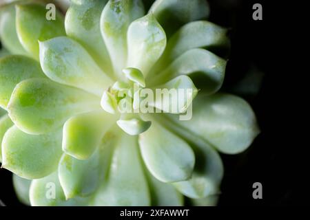 Gros plan d'une plante succulente verte avec des feuilles épaisses et charnues disposées en rosette. Banque D'Images