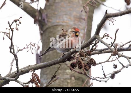 Commune (Mealy) Redpoll (Carduelis flammea) Norfolk mars 2024 Banque D'Images