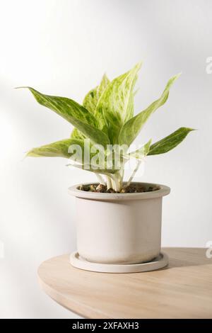 Plante chinoise Evergreen ou Aglaonema sp Rapngoenrapthong, Une plante d'intérieur panachée se trouve dans un pot en céramique sur une table en bois, offrant un attrait esthétique Banque D'Images