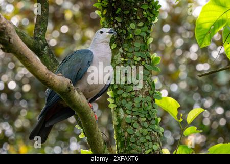 Pacific Imperial Pigeon - Ducula pacifica, beau pigeon coloré des forêts et des bois des îles du Pacifique, Papouasie-Nouvelle-Guinée. Banque D'Images