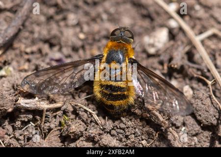 Downland villa fly aussi appelé Downland Bee-fly (Villa cingulata), espèce rare de mouche d'abeille dans le sud de l'Angleterre, Daneway Banks Gloucestershire, Angleterre Royaume-Uni Banque D'Images