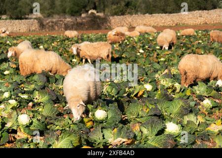 moutons mangeant du chou dans l'île de minorque Banque D'Images