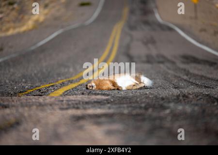 Lièvre mort sur la route après avoir été heurté par un véhicule. Banque D'Images