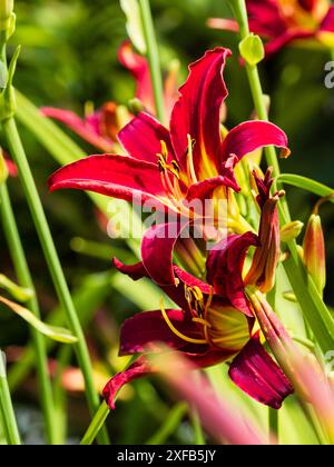 Fleurs de trompette rouge centrées jaunes de la floraison estivale vivace, Hemerocallis 'Humming Bird' Banque D'Images