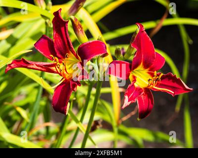 Fleurs de trompette rouge centrées jaunes de la floraison estivale vivace, Hemerocallis 'Humming Bird' Banque D'Images
