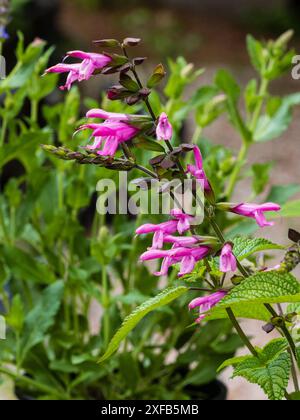 Fleurs roses des arbustes, givre tendre été à autume floraison sauge persistante, salvia 'Pink Amistad' Banque D'Images