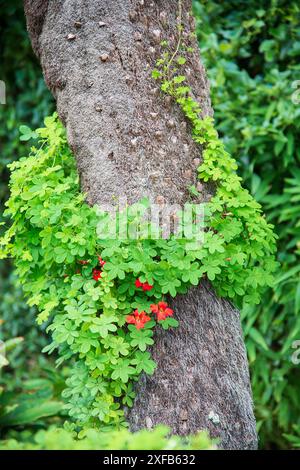 Fleur de flamme (Tropaeolum speciosum) grandissant dans le tronc d'un palmier. Aux jardins botaniques Logan. Banque D'Images