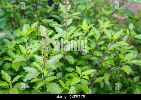 Basilic Saint ou basilic Sacré dans le jardin biologique Banque D'Images