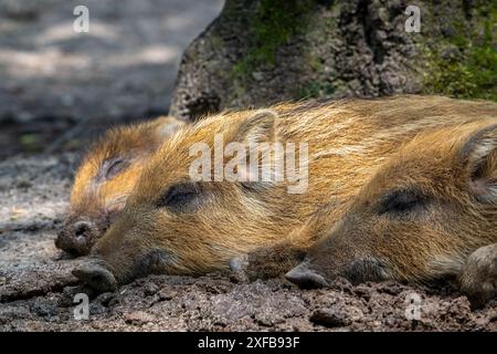 Trois sangliers (sus scrofa) porcelets / juvéniles dormant dans la boue au printemps Banque D'Images