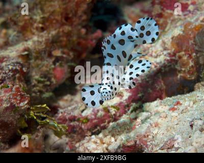 Les poissons juvéniles sont toujours en mouvement. Photo sous-marine d'un jeune mérou (Cromileptes altivelis) au récif corallien de Raja Ampat, Papouasie occidentale, Indonésie. Banque D'Images