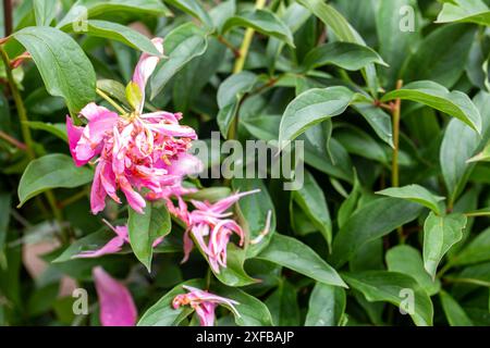 Une fleur de pivoine rose malade avec des pétales séchés sur un buisson. Pathogènes et pathogènes nocifs des pivoines et des fleurs. Copier l'espace pour le texte Banque D'Images