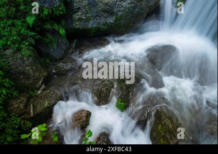 Cascade de Paglajhora , célèbre cascade en mousson, à Kurseong, montagnes himalayennes de Darjeeling, Bengale occidental, Inde. Origine du flux de la rivière Mahananda Banque D'Images