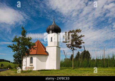 Chapelle et jardins de houblon, culture du houblon, plantation de houblon, chapelle St George, chapelle St George, Dietmannsweiler, près de Tettnang, haute Souabe, lac Banque D'Images