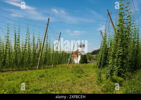 Chapelle et jardins de houblon, culture du houblon, plantation de houblon, chapelle St George, chapelle St George, Dietmannsweiler, près de Tettnang, haute Souabe, lac Banque D'Images