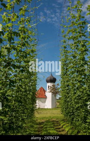 Chapelle et jardins de houblon, culture du houblon, plantation de houblon, chapelle St George, chapelle St George, Dietmannsweiler, près de Tettnang, haute Souabe, lac Banque D'Images