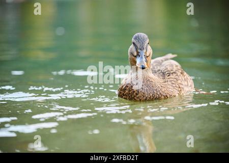 Canard sauvage (Anas platyrhynchos) femelle nageant dans l'eau, lac, Bavière, Allemagne Banque D'Images