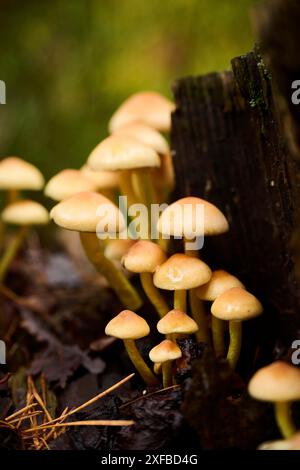 Champignons de touffe de soufre (Hypholoma fasciculare) sur un vieux tronc d'arbre dans une forêt, Bavière, Allemagne Banque D'Images