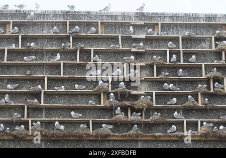 Le kittiwake à pattes noires (Rissa tridactyla) a spécialement installé des aides à la reproduction à Vardoe sur l'île de Vardoya dans la mer de Barents, en Laponie, au nord Banque D'Images