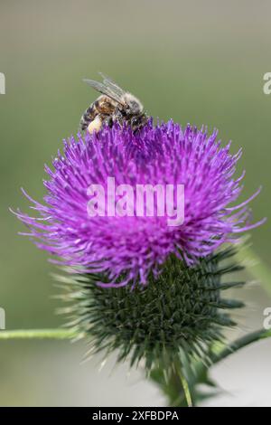 Abeille mellifera (Apis mellifera) sur chardon rampant (Cirsium hydrophilum), Emsland, basse-Saxe, Allemagne Banque D'Images