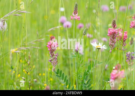 Sainfoin (Onobrychis viciifolia), floraison sur prairie de fleurs sauvages, Alb souabe, Bade-Wuertemberg, Allemagne Banque D'Images