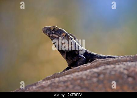 Chuckwalla, (Common Chuckwalla ater), adulte, sur terre, recherche de nourriture, portrait, désert de Sonora, Arizona, Amérique du Nord, États-Unis Banque D'Images